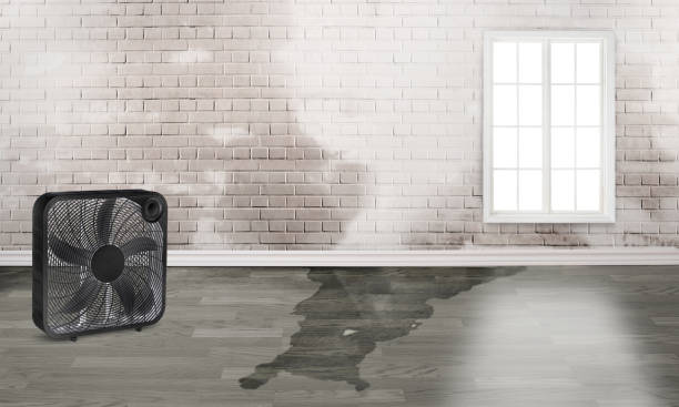 Best Mold removal after water damage  in Lisbon, ME